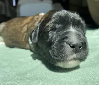 Green Boy, a male Saint Berdoodle for sale in Elk River, MN – Photo 2 of 2