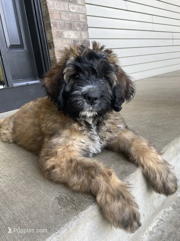 Pink Girl – Saint Berdoodle puppy for sale in Elk River, MN