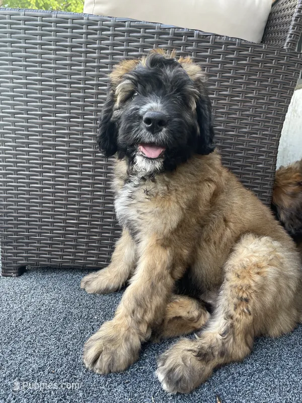 Pink Girl – Saint Berdoodle puppy for sale in Elk River, MN