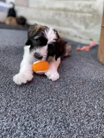 Yellow Boy, a male Saint Berdoodle for sale in Elk River, MN – 2 of 4