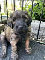 Orange Boy, a male Saint Berdoodle for sale in Elk River, MN – 2 of 5