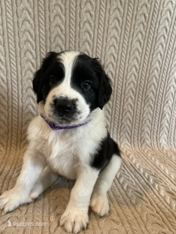 Purple Girl – Saint Berdoodle puppy for sale in Elk River, MN