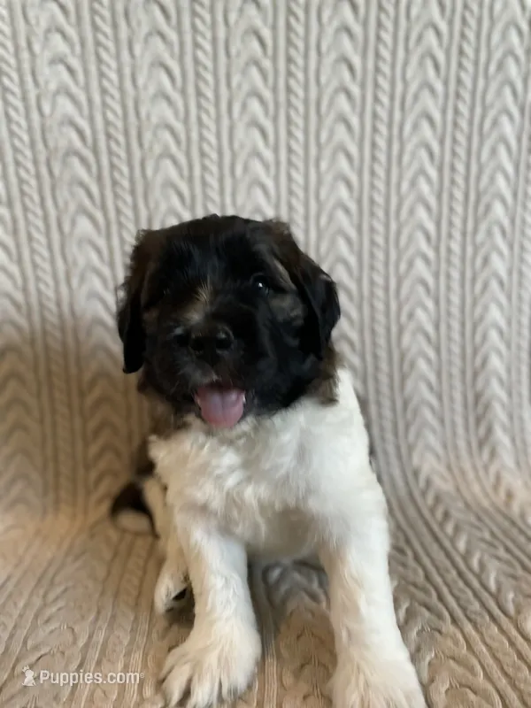 Green Boy – Saint Berdoodle puppy for sale in Elk River, MN