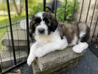 Yellow Boy, a male Saint Berdoodle for sale in Elk River, MN – 3 of 4