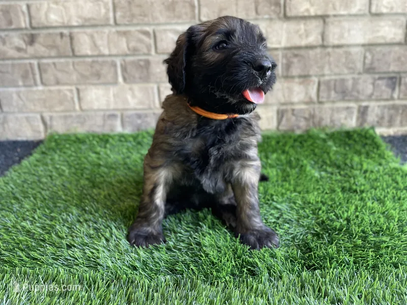 Orange Boy – Saint Berdoodle puppy for sale in Elk River, MN