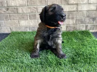 Orange Boy, a male Saint Berdoodle for sale in Elk River, MN – 1 of 5