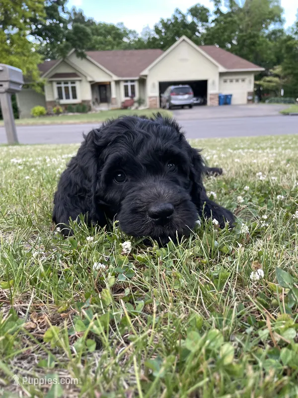 Silver Girl  – Saint Berdoodle puppy for sale in Elk River, MN