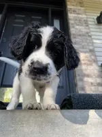 Purple Girl, a female Saint Berdoodle for sale in Elk River, MN – 2 of 5