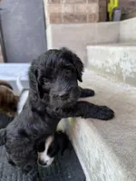 Silver Girl , a female Saint Berdoodle for sale in Elk River, MN – 2 of 3