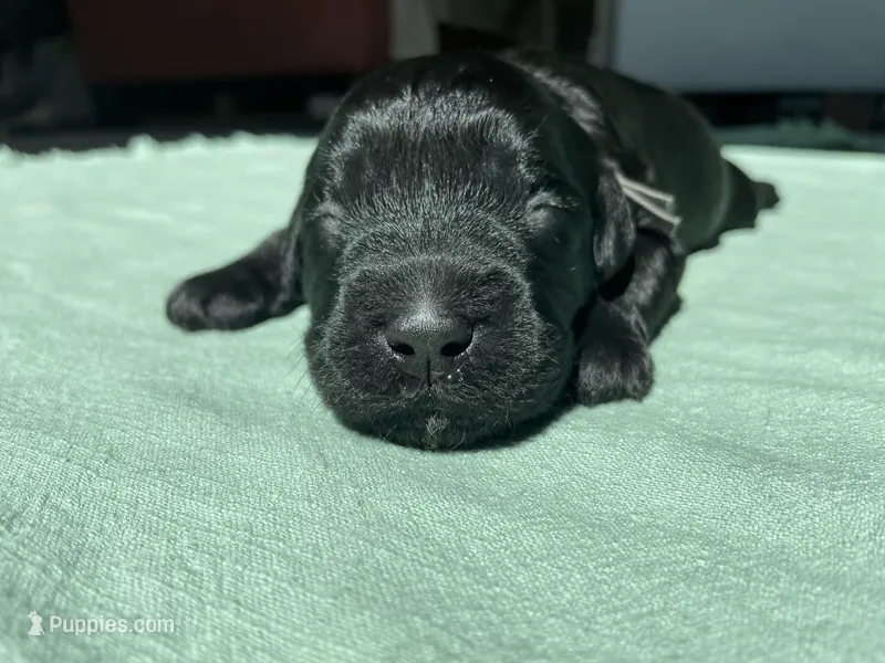 Silver Girl  – Saint Berdoodle puppy for sale in Elk River, MN