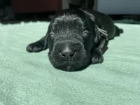 Silver Girl , a female Saint Berdoodle for sale in Elk River, MN – Photo 1 of 2