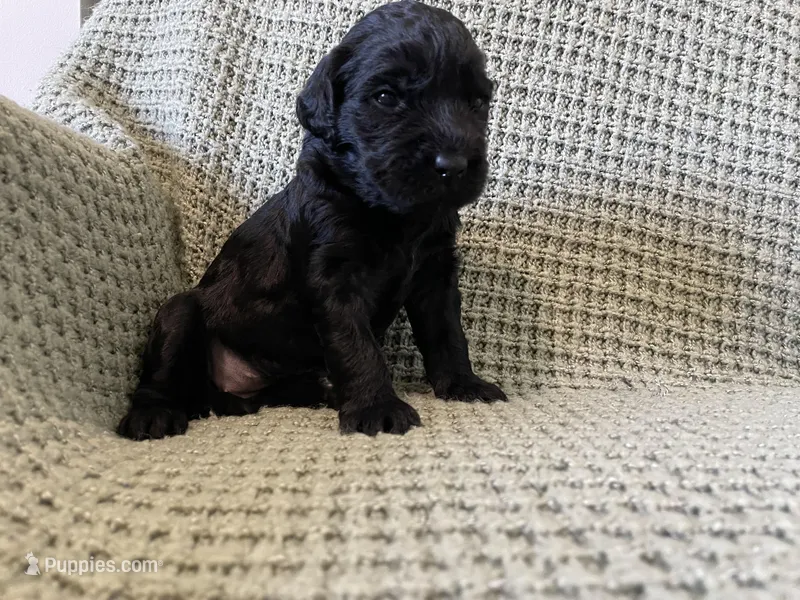 Silver Girl  – Saint Berdoodle puppy for sale in Elk River, MN