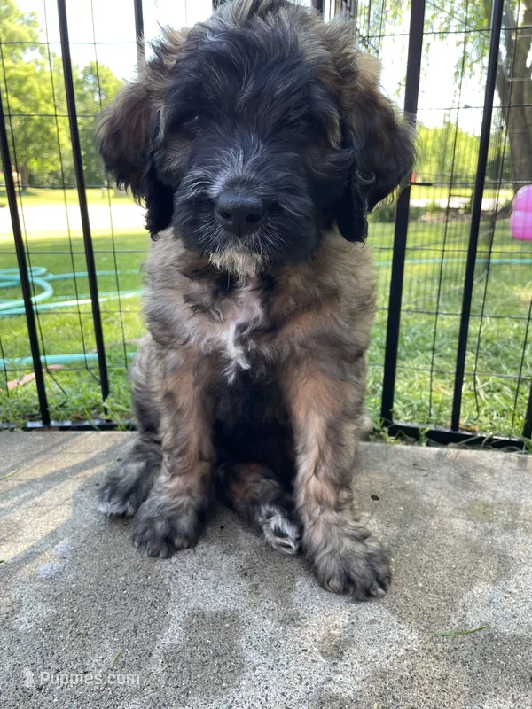 Pink Girl – Saint Berdoodle puppy for sale in Elk River, MN