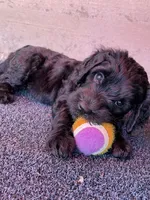 Silver Girl , a female Saint Berdoodle for sale in Elk River, MN – 3 of 3