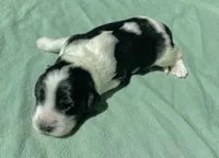 Purple Girl, a female Saint Berdoodle for sale in Elk River, MN – Photo 2 of 2