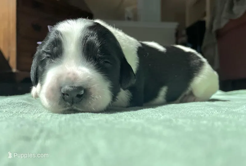 Purple Girl – Saint Berdoodle puppy for sale in Elk River, MN