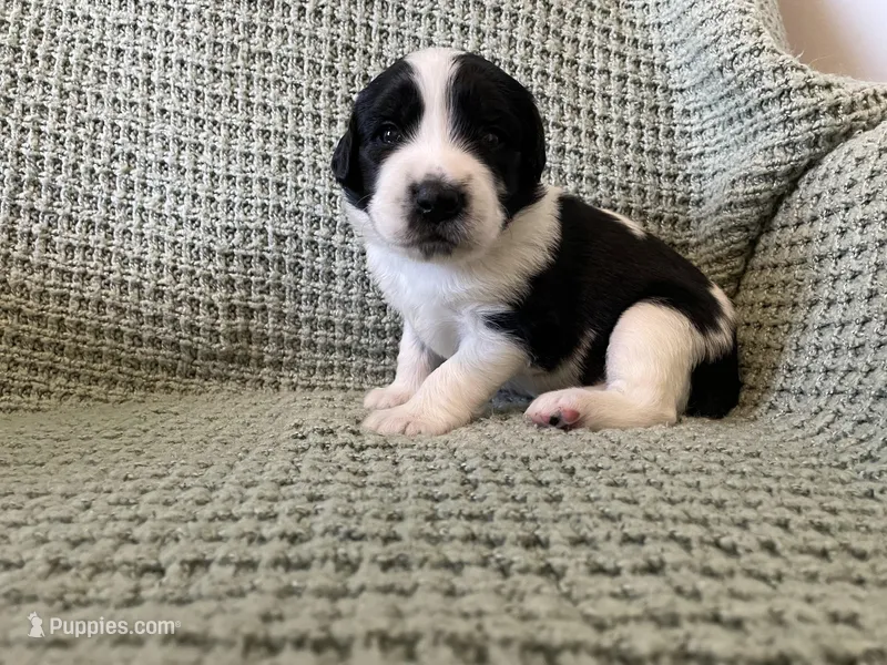 Purple Girl – Saint Berdoodle puppy for sale in Elk River, MN