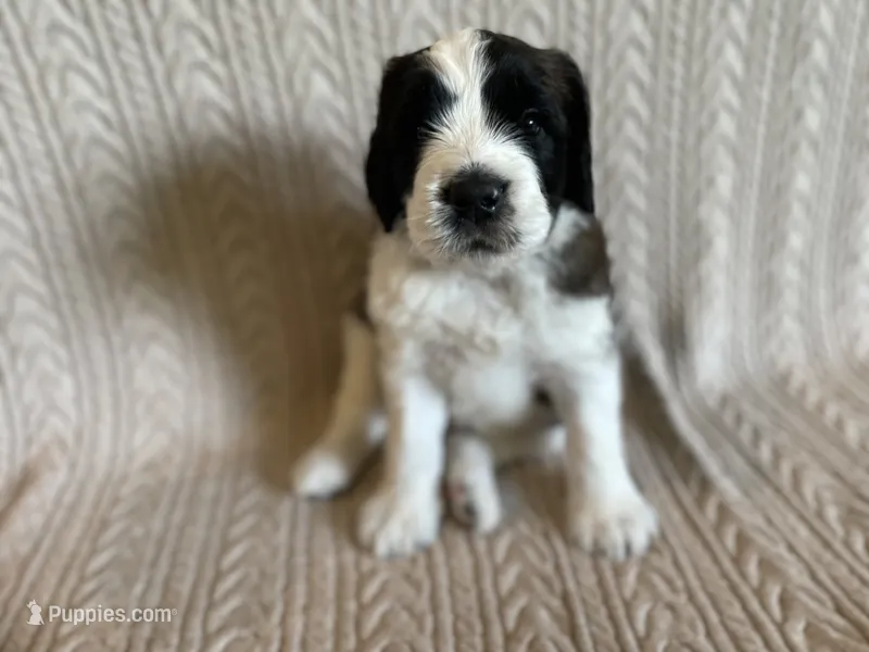 Blue Boy – Saint Berdoodle puppy for sale in Elk River, MN