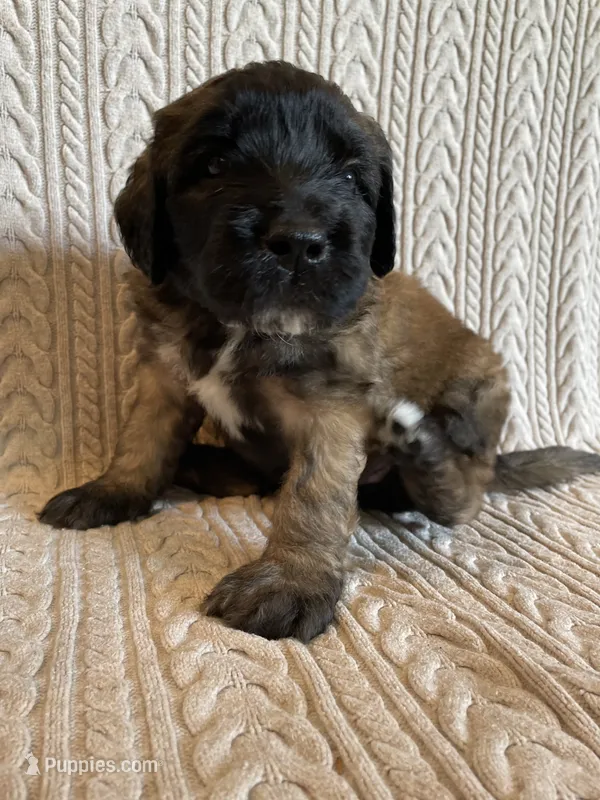 Green Girl – Saint Berdoodle puppy for sale in Elk River, MN