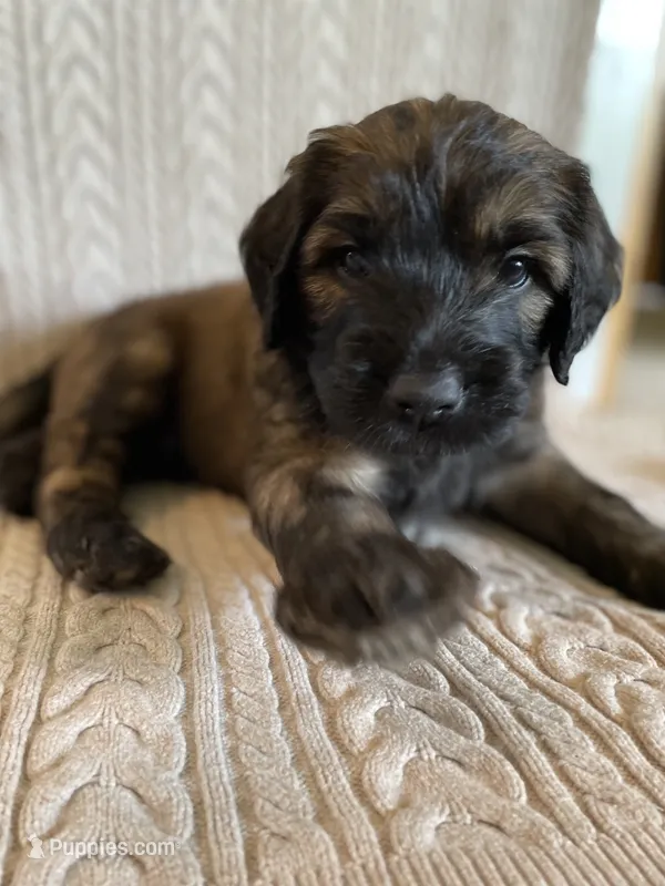 Orange Boy – Saint Berdoodle puppy for sale in Elk River, MN