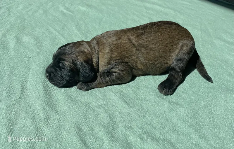 Red Boy – Saint Berdoodle puppy for sale in Elk River, MN