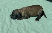 Red Boy, a male Saint Berdoodle for sale in Elk River, MN – Photo 1 of 2