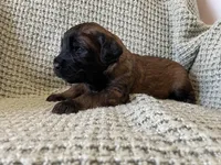 Red Boy, a male Saint Berdoodle for sale in Elk River, MN – 4 of 5