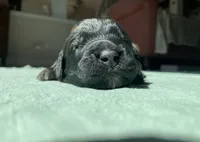 Red Boy, a male Saint Berdoodle for sale in Elk River, MN – Photo 2 of 2