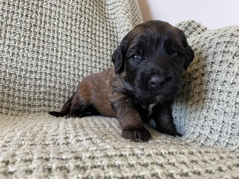 Red Boy – Saint Berdoodle puppy for sale in Elk River, MN