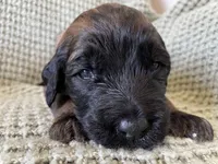 Red Boy, a male Saint Berdoodle for sale in Elk River, MN – 3 of 5