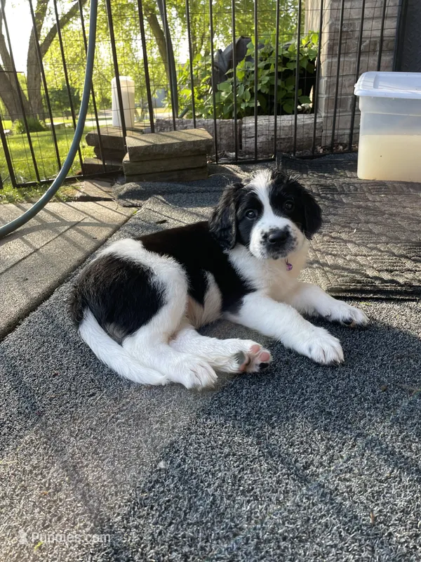 Purple Girl – Saint Berdoodle puppy for sale in Elk River, MN