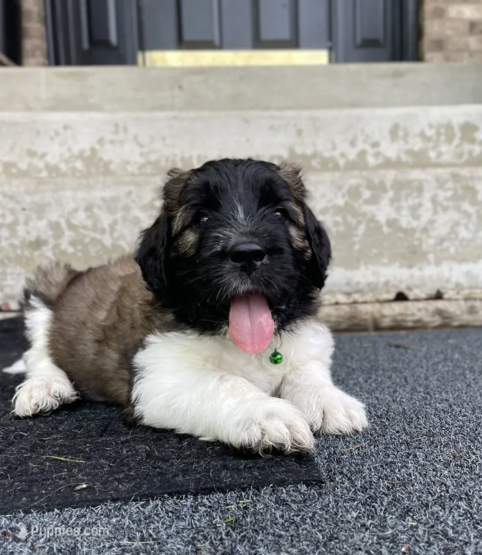 Green Boy – Saint Berdoodle puppy for sale in Elk River, MN