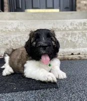 Green Boy, a male Saint Berdoodle for sale in Elk River, MN – 1 of 4