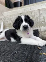 Purple Girl, a female Saint Berdoodle for sale in Elk River, MN – 4 of 5