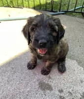 Orange Boy, a male Saint Berdoodle for sale in Elk River, MN – 4 of 5