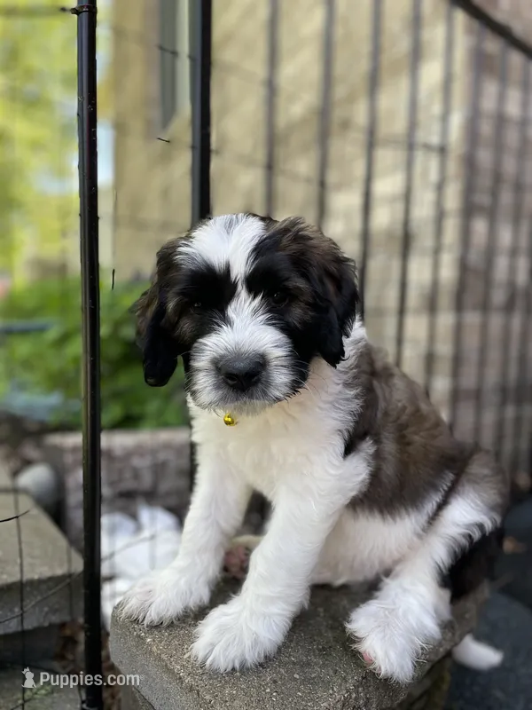 Yellow Boy – Saint Berdoodle puppy for sale in Elk River, MN
