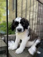 Yellow Boy, a male Saint Berdoodle for sale in Elk River, MN – 1 of 4