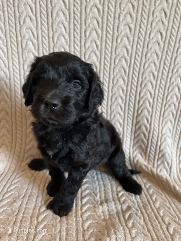 Silver Girl  – Saint Berdoodle puppy for sale in Elk River, MN