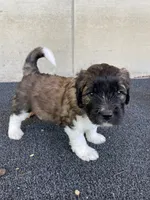 Green Boy, a male Saint Berdoodle for sale in Elk River, MN – 2 of 4