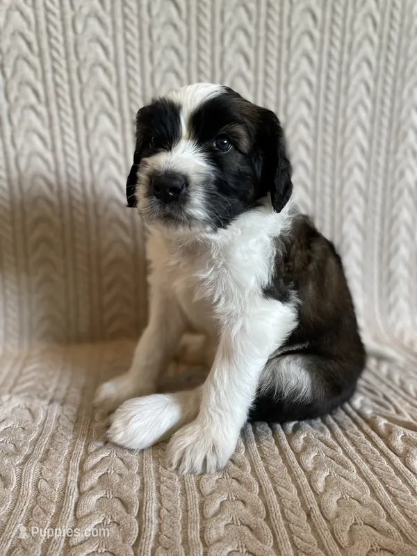 Yellow Boy – Saint Berdoodle puppy for sale in Elk River, MN