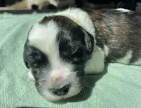 Yellow Boy, a male Saint Berdoodle for sale in Elk River, MN – Photo 2 of 2