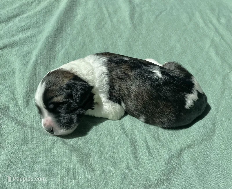 Yellow Boy – Saint Berdoodle puppy for sale in Elk River, MN