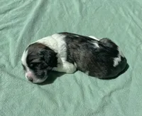 Yellow Boy, a male Saint Berdoodle for sale in Elk River, MN – Photo 1 of 2
