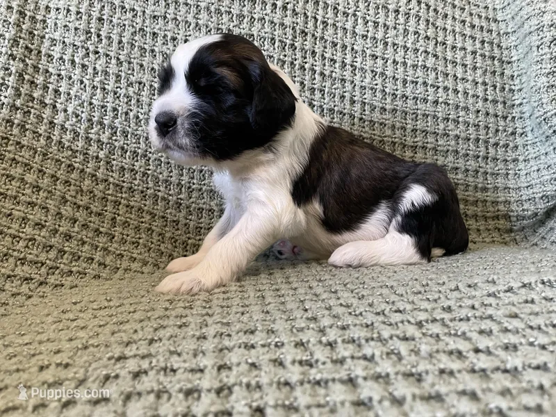 Yellow Boy – Saint Berdoodle puppy for sale in Elk River, MN