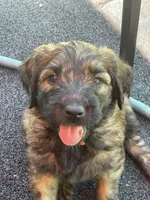 Orange Boy, a male Saint Berdoodle for sale in Elk River, MN – 3 of 5