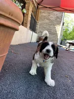 Blue Boy, a male Saint Berdoodle for sale in Elk River, MN – 2 of 5