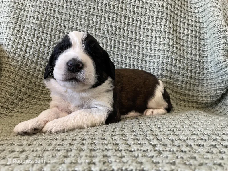 Blue Boy – Saint Berdoodle puppy for sale in Elk River, MN
