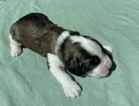 Blue Boy, a male Saint Berdoodle for sale in Elk River, MN – Photo 2 of 3