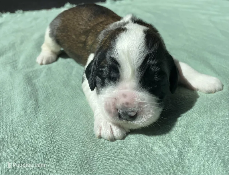 Blue Boy – Saint Berdoodle puppy for sale in Elk River, MN