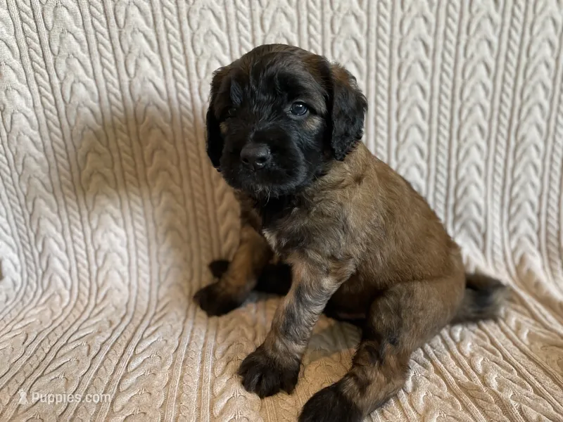 Red Boy – Saint Berdoodle puppy for sale in Elk River, MN